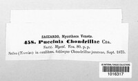 Puccinia maculosa image